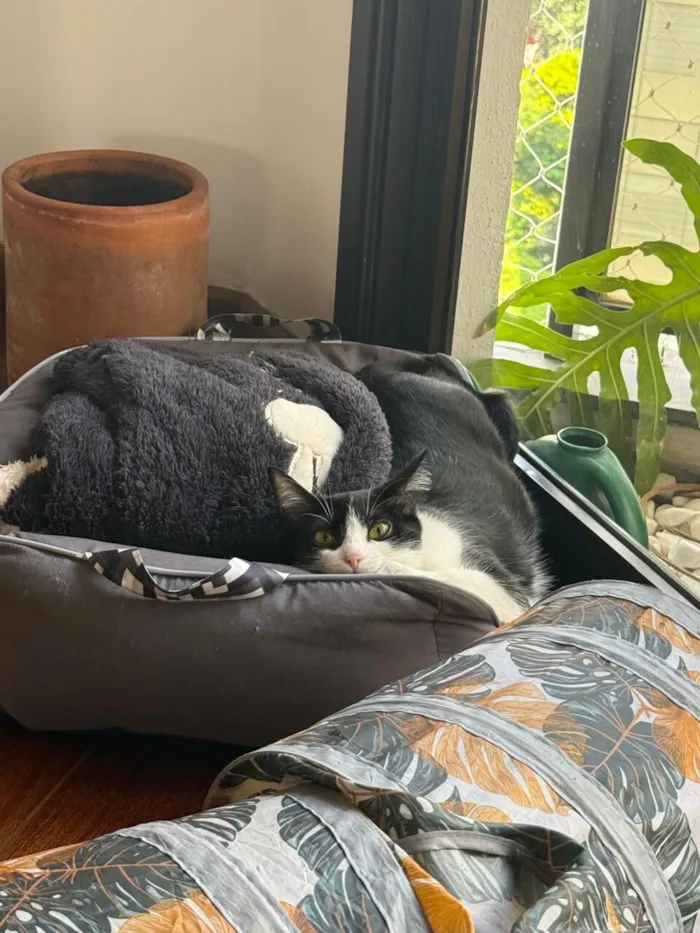 Gato raça SRD-ViraLata idade 1 ano nome Lucy e Frida