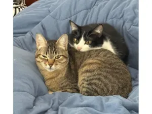 Gato raça SRD-ViraLata idade 1 ano nome Lucy e Frida