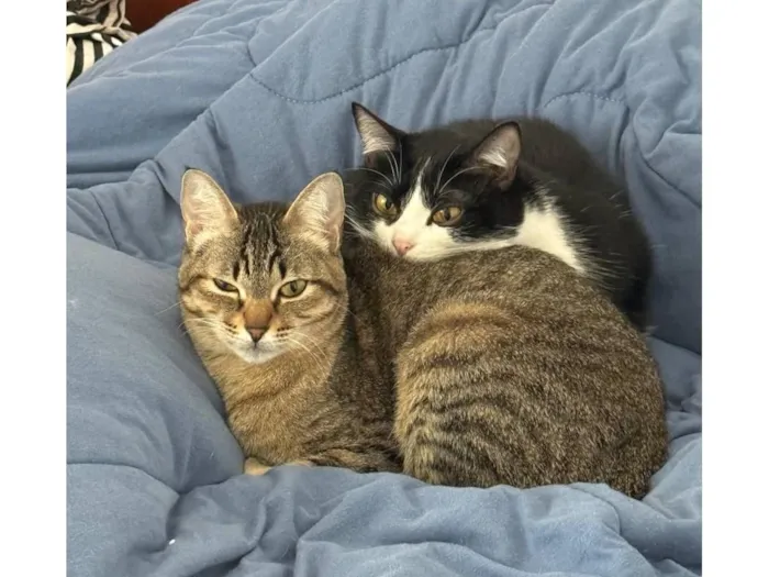 Gato raça SRD-ViraLata idade 1 ano nome Lucy e Frida