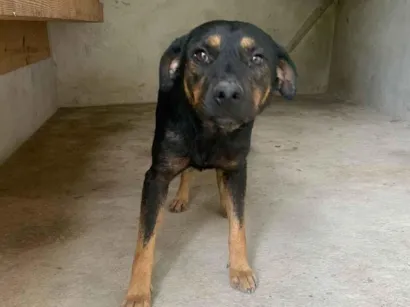 Cachorro raça SRD-ViraLata idade 2 anos nome Chocolate