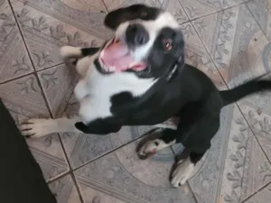 Cachorro raça SRD-ViraLata idade 4 anos nome Bradock 