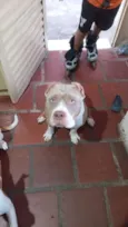 Cachorro raça Pit-Bull idade 1 ano nome Akira