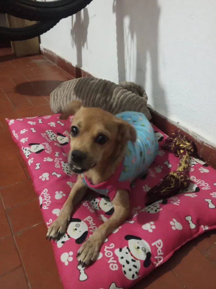 Cachorro raça SRD-ViraLata idade 5 anos nome Maria Tripa