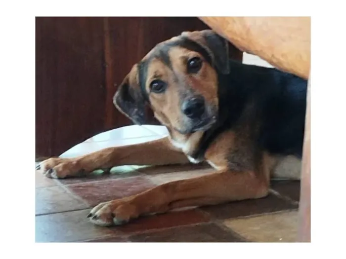 Cachorro raça SRD-ViraLata idade 2 anos nome Amendoim
