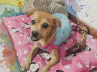Cachorro raça SRD-ViraLata idade 5 anos nome Maria Tripa
