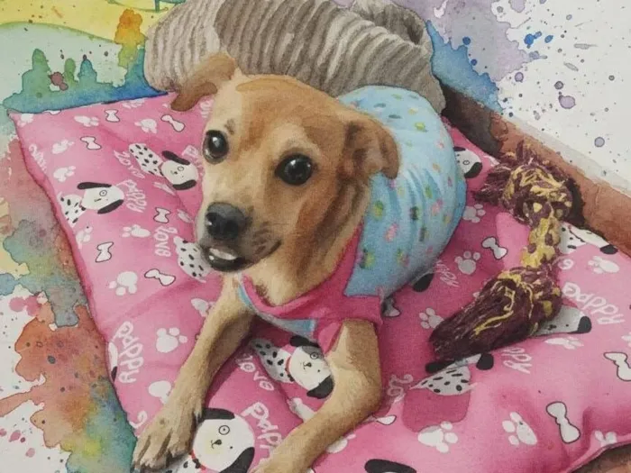 Cachorro raça SRD-ViraLata idade 5 anos nome Maria Tripa