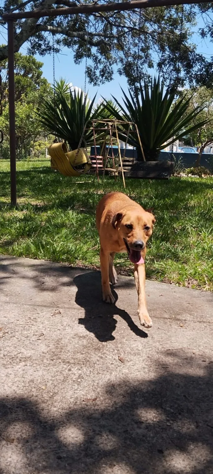 Cachorro raça SRD-ViraLata idade 2 anos nome Pipoca
