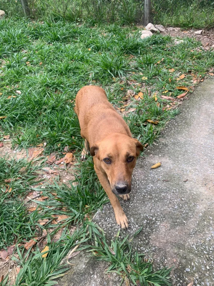 Cachorro raça SRD-ViraLata idade 2 anos nome Pipoca