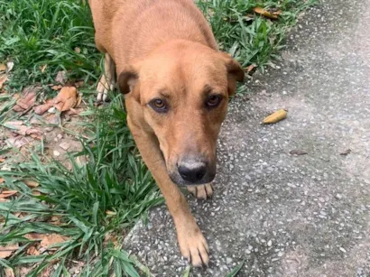 Cachorro raça SRD-ViraLata idade 2 anos nome Pipoca