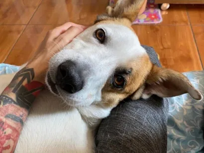 Cachorro raça SRD-ViraLata idade 4 anos nome Rogerinho