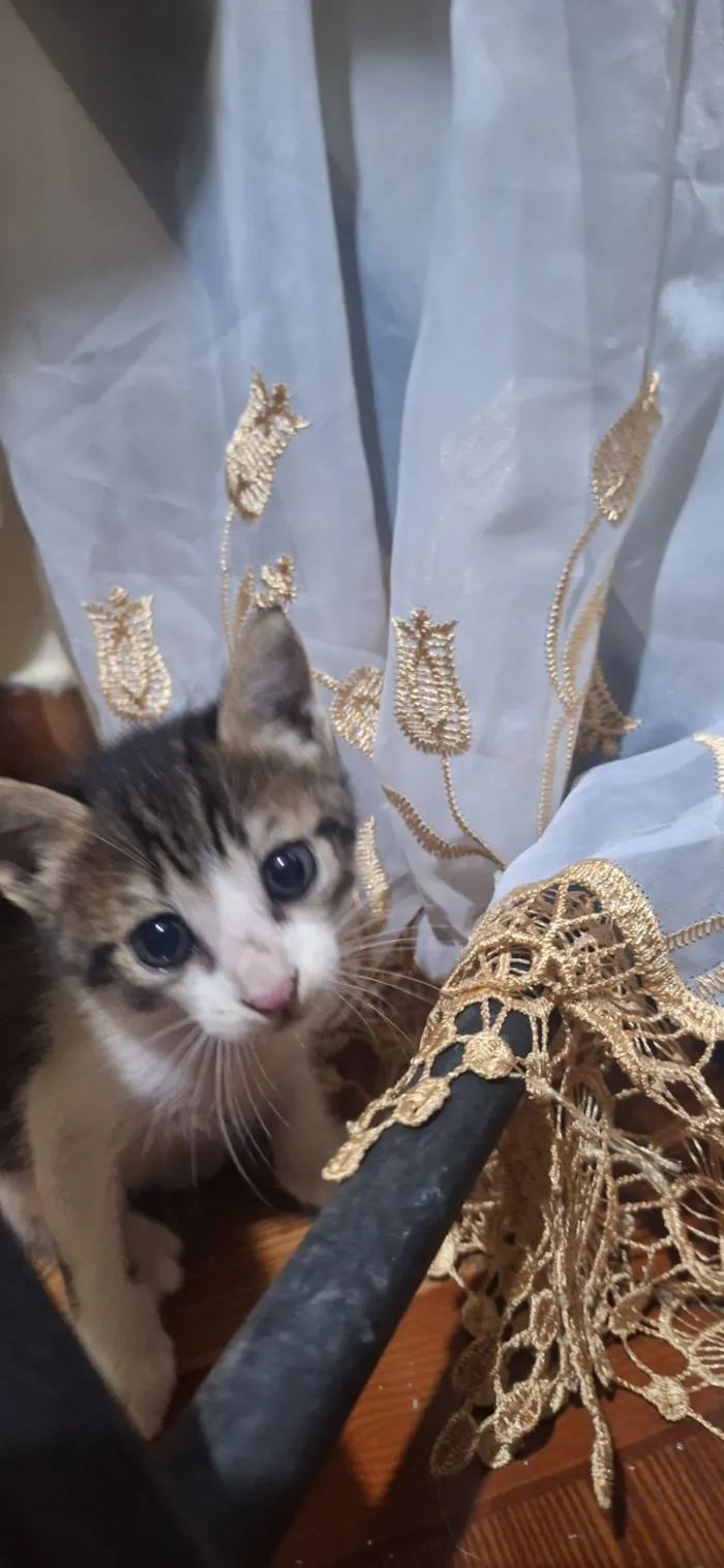 Gato raça SRD-ViraLata idade Abaixo de 2 meses nome Mia