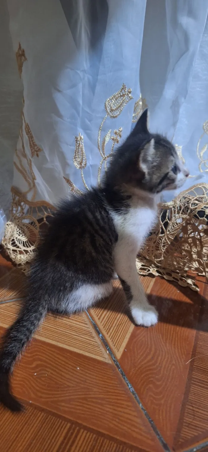 Gato raça SRD-ViraLata idade Abaixo de 2 meses nome Mia