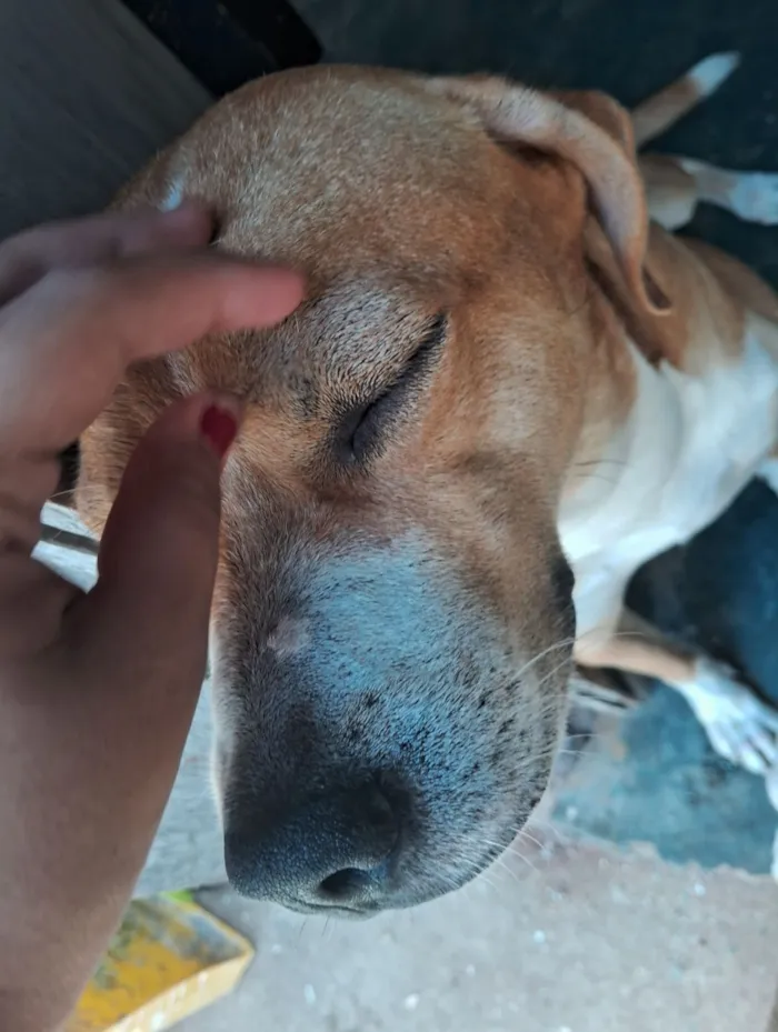 Cachorro raça SRD-ViraLata idade 6 ou mais anos nome Sansão 