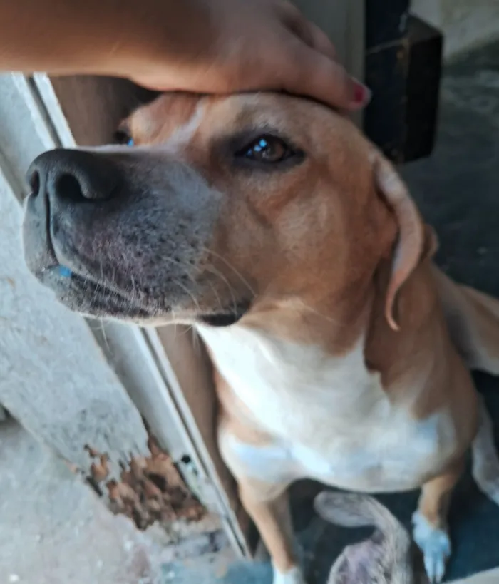 Cachorro raça SRD-ViraLata idade 6 ou mais anos nome Sansão 