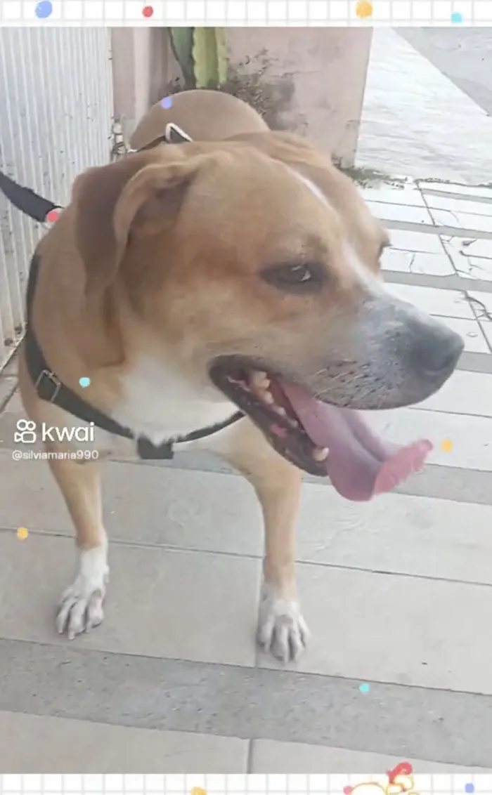 Cachorro raça SRD-ViraLata idade 6 ou mais anos nome Sansão 