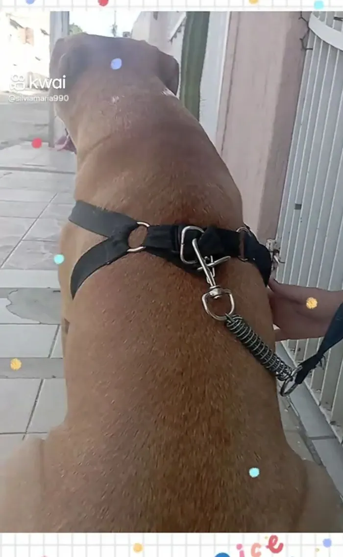 Cachorro raça SRD-ViraLata idade 6 ou mais anos nome Sansão 