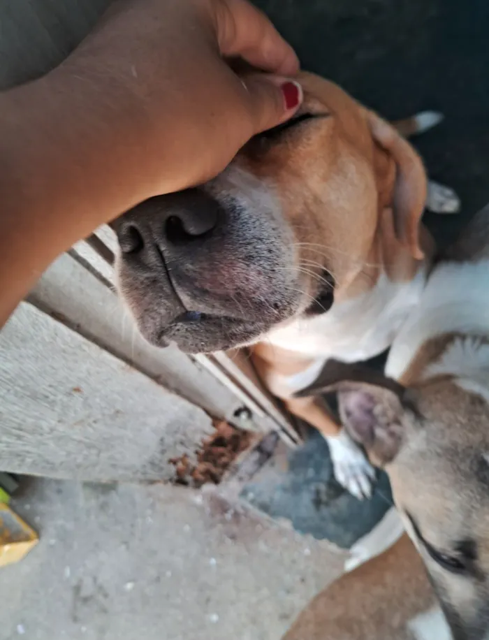 Cachorro raça SRD-ViraLata idade 6 ou mais anos nome Sansão 