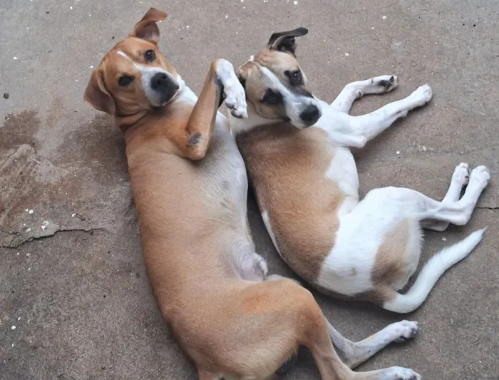 Cachorro raça SRD-ViraLata idade 6 ou mais anos nome Sansão 