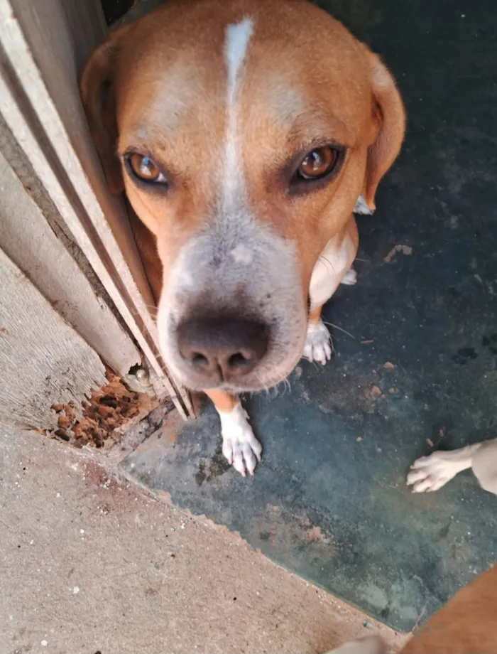 Cachorro raça SRD-ViraLata idade 6 ou mais anos nome Sansão 