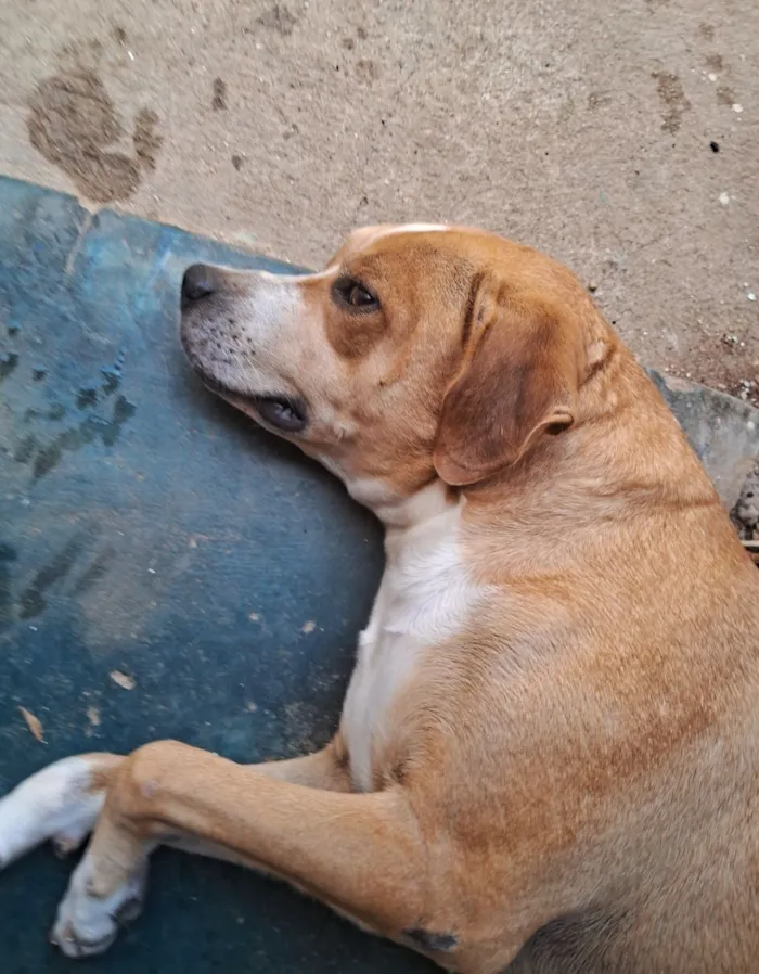 Cachorro raça SRD-ViraLata idade 6 ou mais anos nome Sansão 