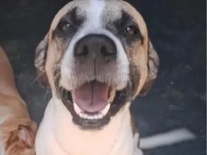 Cachorro raça SRD-ViraLata idade 2 anos nome Scooby