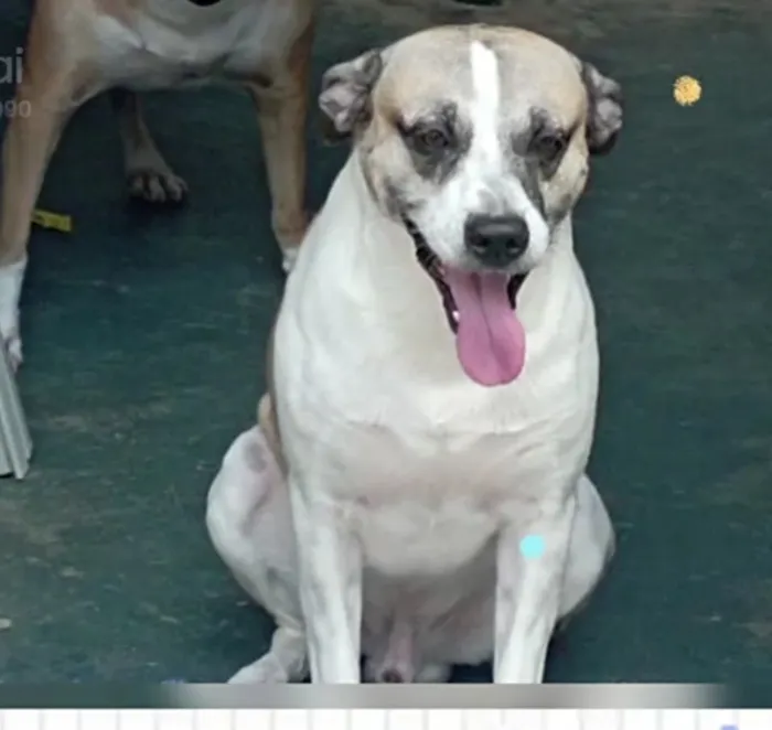 Cachorro raça SRD-ViraLata idade 2 anos nome Scooby