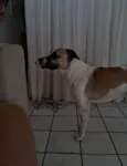 Cachorro raça SRD-ViraLata idade 2 anos nome Scooby