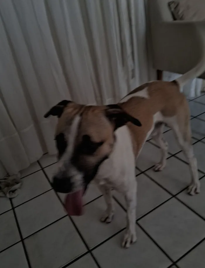 Cachorro raça SRD-ViraLata idade 2 anos nome Scooby