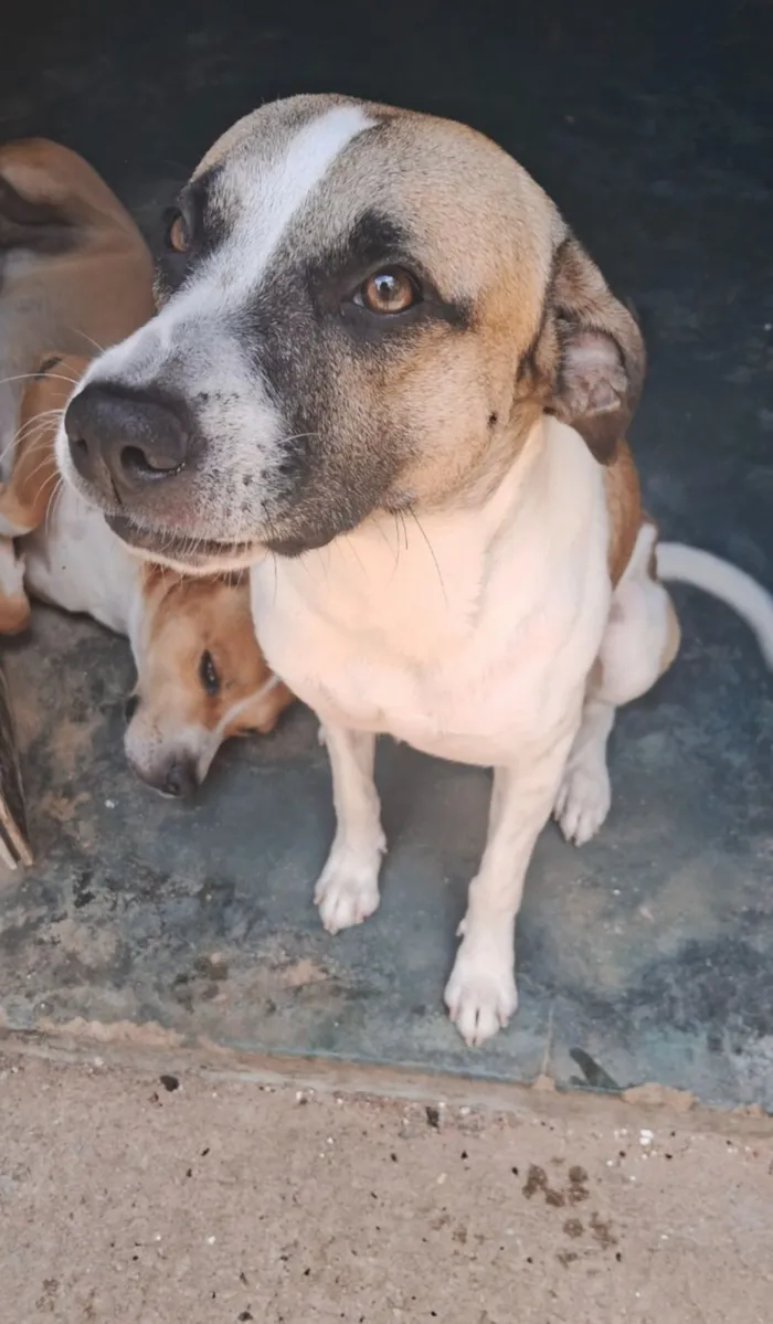 Cachorro raça SRD-ViraLata idade 2 anos nome Scooby