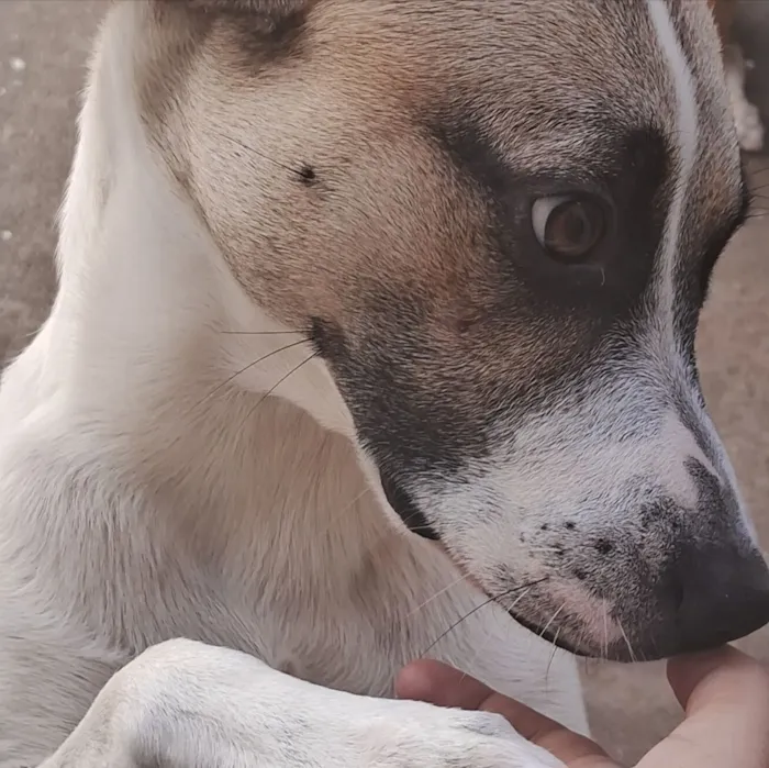 Cachorro raça SRD-ViraLata idade 2 anos nome Scooby