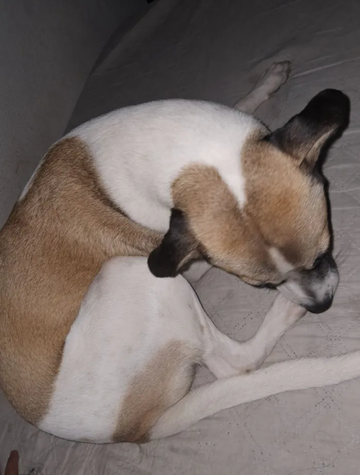 Cachorro raça SRD-ViraLata idade 2 anos nome Scooby