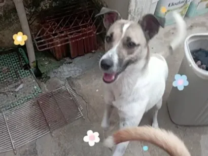 Cachorro raça SRD-ViraLata idade 2 anos nome Catarina