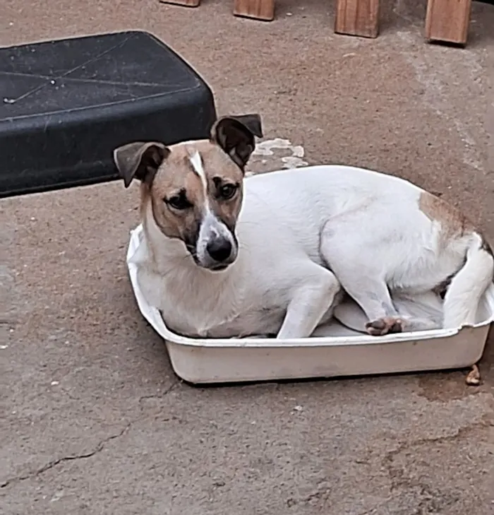 Cachorro raça SRD-ViraLata idade 2 anos nome Catarina