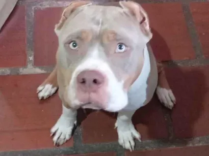 Cachorro raça Pit-Bull idade 1 ano nome Akira