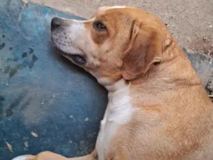 Cachorro raça SRD-ViraLata idade 6 ou mais anos nome Sansão 