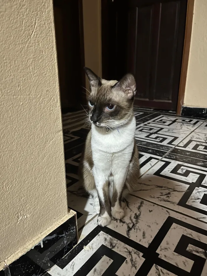 Gato raça Siamês idade 1 ano nome Soneca 