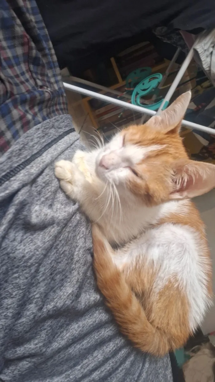 Gato raça SRD-ViraLata idade 2 a 6 meses nome Apollo