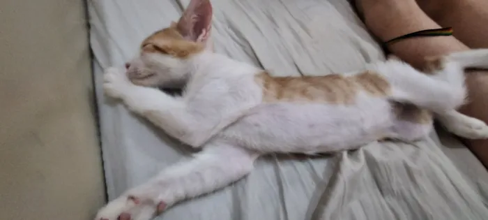 Gato raça SRD-ViraLata idade 2 a 6 meses nome Apollo