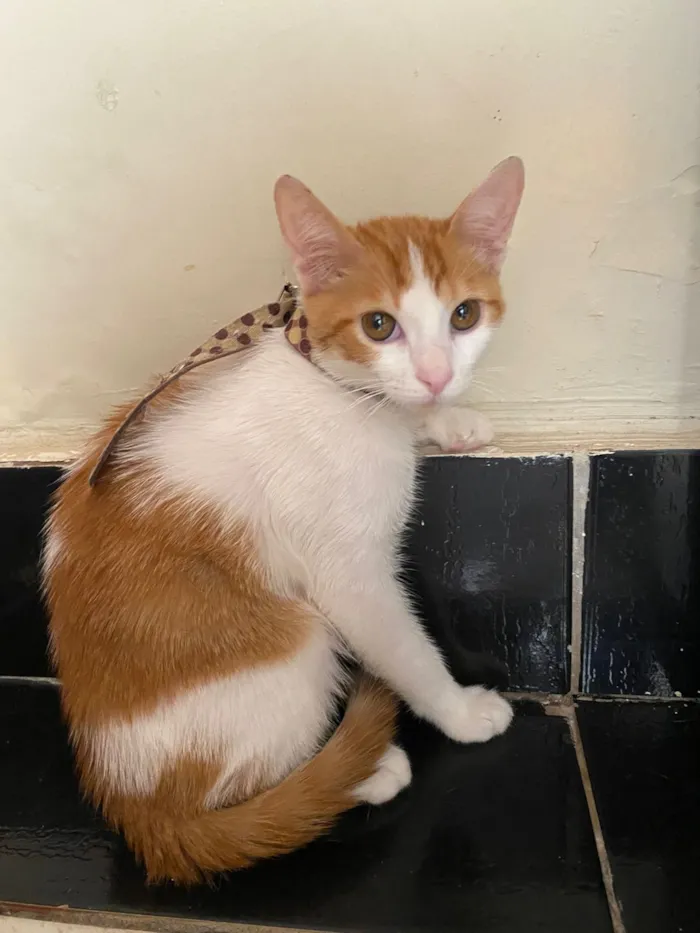 Gato raça SRD-ViraLata idade 2 a 6 meses nome Apollo