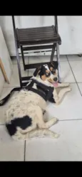 Cachorro raça SRD-ViraLata idade 1 ano nome Luci