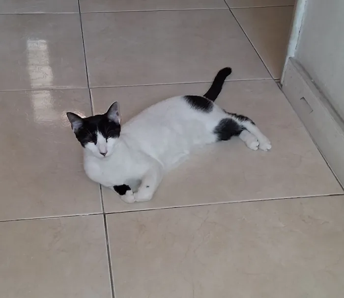 Gato raça SRD-ViraLata idade 7 a 11 meses nome Melissa 