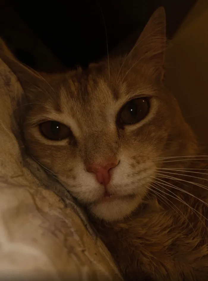 Gato raça SRD-ViraLata idade 2 anos nome Luke