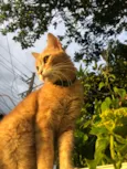 Gato raça SRD-ViraLata idade 2 anos nome Luke