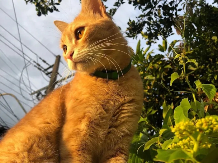 Gato raça SRD-ViraLata idade 2 anos nome Luke