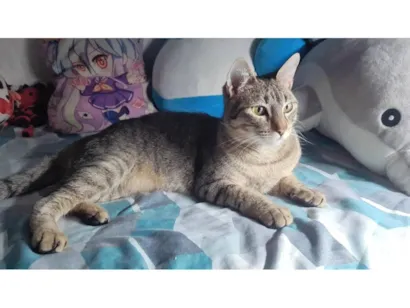 Gato raça SRD-ViraLata idade 1 ano nome Ares