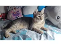 Gato raça SRD-ViraLata idade 1 ano nome Ares