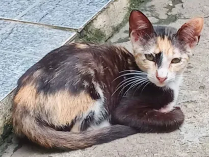 Gato raça SRD-ViraLata idade 2 a 6 meses nome Pintadinha/RJ