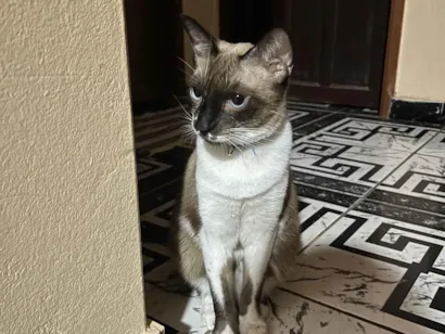 Gato raça Siamês idade 1 ano nome Soneca 