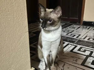 Gato raça Siamês idade 1 ano nome Soneca 