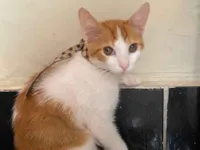 Gato raça SRD-ViraLata idade 2 a 6 meses nome Apollo